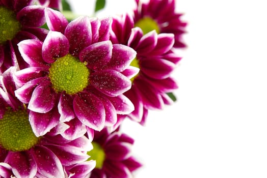 Beautiful fresh pink chrysanthemum, shot, pink daisies flowers on white Background