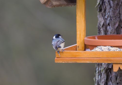 Close up coal tit or cole tit, Periparus ater bird perched on the bird feeder table with sunflower seed. Bird feeding concept. Selective focus