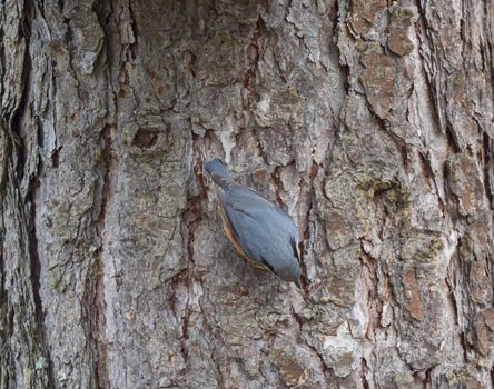 Close up wood Nuthatch or Eurasian nuthatch, Sitta europaea climbing at tree trunk and hiding sunflower seed in beak to the bark. Bird making winter stash.