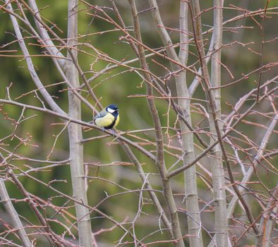 Great tit, Parus major bird perched in shrub bare tree branches, selective focus, copy space