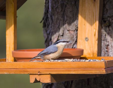 Close up wood Nuthatch or Eurasian nuthatch, Sitta europaea perched on the bird feeder table with sunflower seed. Bird feeding concept.