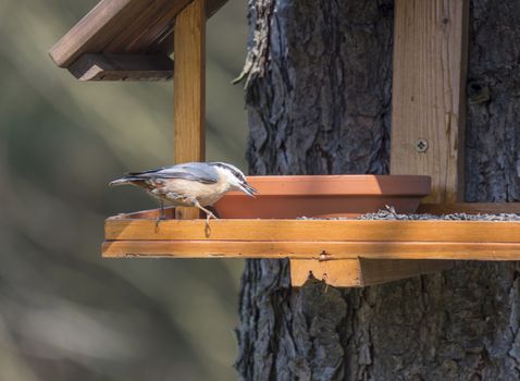 Close up wood Nuthatch or Eurasian nuthatch, Sitta europaea perched on the bird feeder table with sunflower seed. Bird feeding concept.