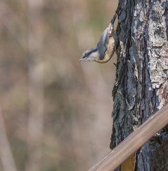 Close up wood Nuthatch or Eurasian nuthatch, climbing on larch tree trunk with head down. Green bokeh background, copy space