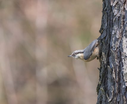 Close up wood Nuthatch or Eurasian nuthatch, climbing on larch tree trunk with head down. Green bokeh background, copy space