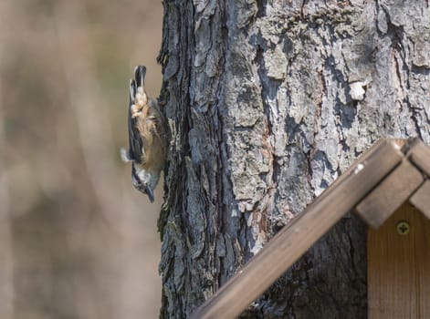 Close up wood Nuthatch or Eurasian nuthatch, climbing on larch tree trunk with head down. Green bokeh background, copy space