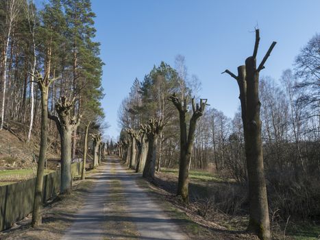 willow tree avenue, parkway to country cemetery at small village Marenicky in luzicke hory, Lusatian Mountains, early spring, blue sky.