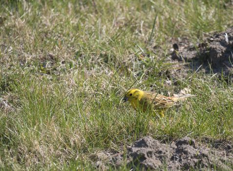 A yellowhammer in spring grass with insect in his beak. Emberiza citrinella is a passerine bird in the bunting family