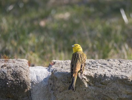 Close up male yellowhammer, Emberiza citrinella sits on the sandstone wall. yellowhammer is passerine bird in the bunting family. Green bokeh background
