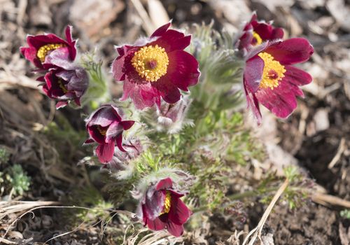 Bunch of close up Pulsatilla pratensis purple violet Flowers. pasque, prairie crocus, and cutleaf anemone crimson flowers covered with small hairs. The first spring easter flowers. Selective focus.