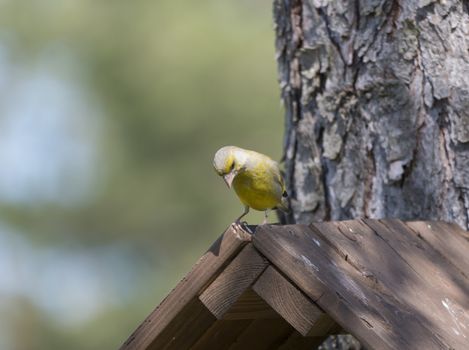 Close up male European greenfinch, Chloris chloris sits on top of nesting box, birdhouse at larch tree trunk. Chloris chloris is passerine bird in the finch family Fringillidae. Copy space.