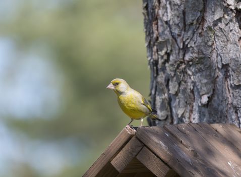 Close up male European greenfinch, Chloris chloris sits on top of nesting box, birdhouse at larch tree trunk. Chloris chloris is passerine bird in the finch family Fringillidae. Copy space.