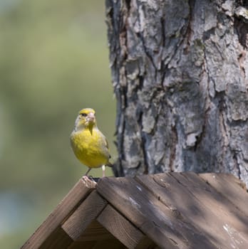 Close up male European greenfinch, Chloris chloris sits on top of nesting box, birdhouse at larch tree trunk. Chloris chloris is passerine bird in the finch family Fringillidae. Copy space.