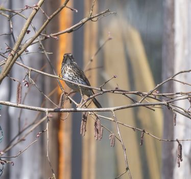 Close up song thrush, Turdus philomelos bird perched in shrub bare tree branches, selective focus, copy space