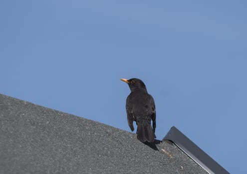 Close up common blackbird, Turdus merula also called Eurasian blackbird sitting on the roof top.