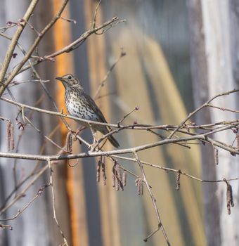 Close up song thrush, Turdus philomelos bird perched in shrub bare tree branches, selective focus, copy space