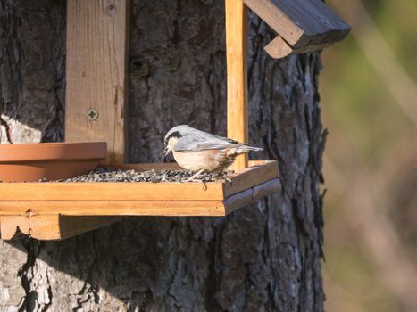 Close up wood Nuthatch or Eurasian nuthatch, Sitta europaea perched on the bird feeder table with sunflower seed. Bird feeding concept.