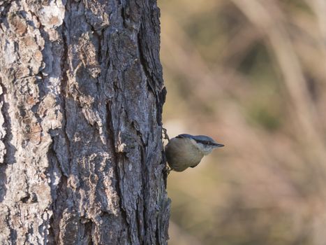 Close up wood Nuthatch or Eurasian nuthatch, climbing on larch tree trunk with head down. Green bokeh background, copy space