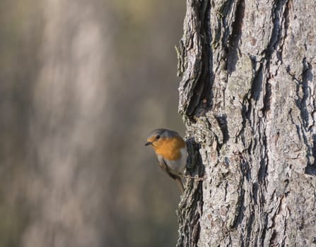 Close up wood European robin, Erithacus rubecula climbing on larch tree trunk lookin to the camara. Beige bokeh background, copy space