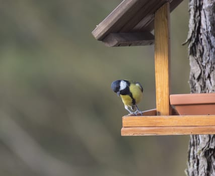 Close up Great tit, Parus major bird perched on the bird feeder table with sunflower seed. Bird feeding concept. Selective focus