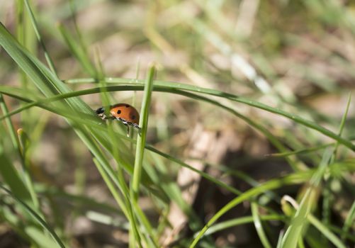 Close up macro of ladybug ladybird, ladybeetle on green blades of spring grass, selective focus, copy space.