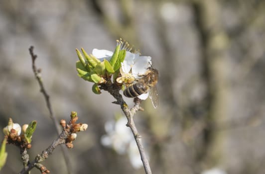 close up beautiful macro blooming white apple blossom with flying bee gathering pollen. buds flower twing with leaves, selective focus, natural bokeh green background, copy space.