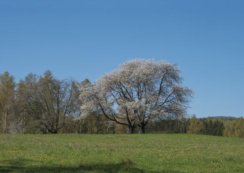 idyllic spring landscape in Lusatian mountains, with big blooming apple tree, lush green grass meadow, fresh deciduous and spruce tree forest, hills, clear blue sky background, horizontal, copy space.