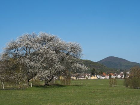Spring landscape in Lusatian mountains, with big blooming apple tree, view on village Cvikov houses and lush green grass meadow, deciduous and spruce tree forest and hills, blue sky background.