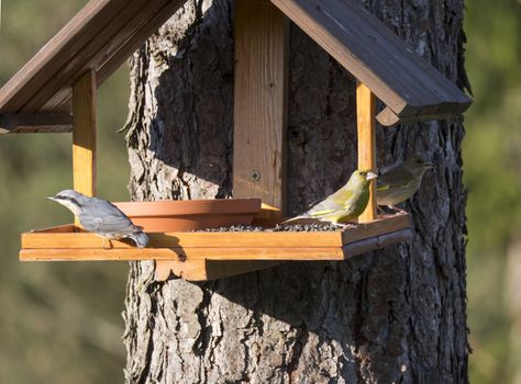 Close up Nuthatch or Eurasian nuthatch, Sitta europaea and two European greenfinch, Chloris chloris bird perched on the bird feeder table with sunflower seed. Bird feeding concept. Selective focus