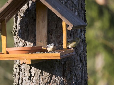 Close up Nuthatch or Eurasian nuthatch, Sitta europaea and European greenfinch, Chloris chloris bird perched on the bird feeder table with sunflower seed. Bird feeding concept. Selective focus