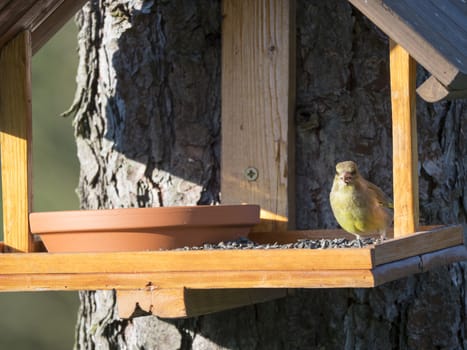 Close up male European greenfinch, Chloris chloris bird perched on the bird feeder table with sunflower seed. Bird feeding concept. Selective focus