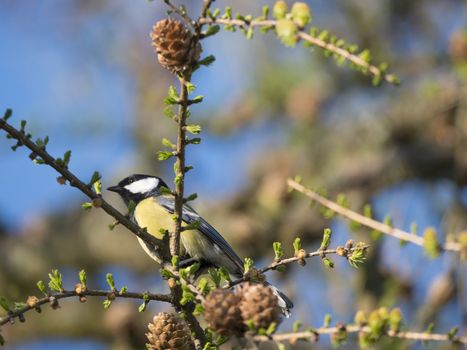 Close up Great tit, Parus major bird perched on larch tree branches, Selective focus