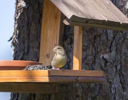 Close up female European greenfinch, Chloris chloris bird perched on the bird feeder table with sunflower seed. Bird feeding concept. Selective focus