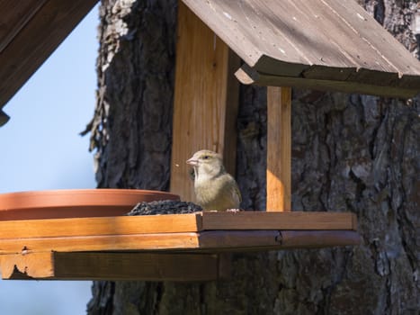 Close up female European greenfinch, Chloris chloris bird perched on the bird feeder table with sunflower seed. Bird feeding concept. Selective focus