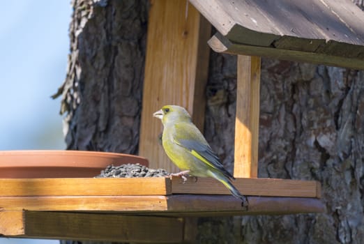 Close up male European greenfinch, Chloris chloris bird perched on the bird feeder table with sunflower seed. Bird feeding concept. Selective focus