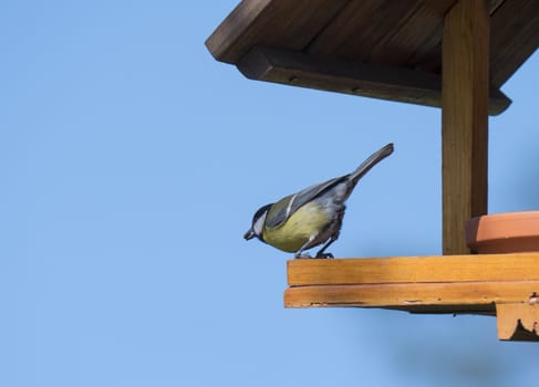 Close up Great tit, Parus major bird perched on the bird feeder table with sunflower seed in beak. Bird feeding concept. Selective focus