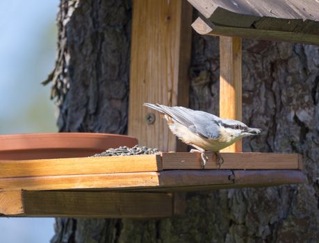 Close up wood Nuthatch or Eurasian nuthatch, Sitta europaea perched on the bird feeder table with sunflower seeds in beak. Bird feeding concept.