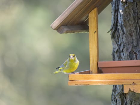 Close up male European greenfinch, Chloris chloris bird perched on the bird feeder table with sunflower seed. Bird feeding concept. Selective focus