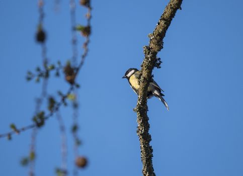 Close up Great tit, Parus major bird perched on larch tree branches, Selective focus
