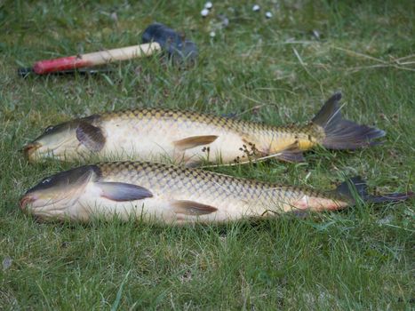 Two big close up fresh live wild common carp or European carp, Cyprinus carpio on the grass. Raw freshwater fish catch with club to kill them.