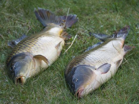 Two big close up fresh live wild common carp or European carp, Cyprinus carpio on the grass. Raw freshwater fish catch waiting to be killed
