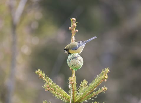 Close up Great tit, Parus major bird perched on small spruce tree top, eating and pecking tallow ball, Selective focus