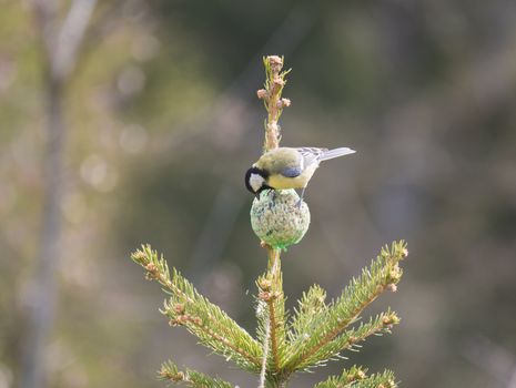 Close up Great tit, Parus major bird perched on small spruce tree top, eating and pecking tallow ball, Selective focus