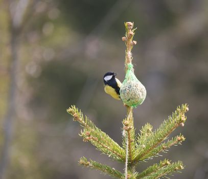 Close up Great tit, Parus major bird perched on small spruce tree top, eating and pecking tallow ball, Selective focus