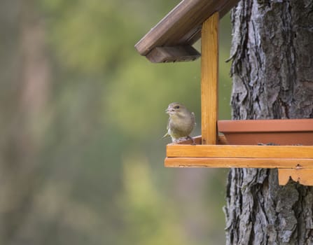 Close up female European greenfinch, Chloris chloris bird perched on the bird feeder table with sunflower seed. Bird feeding concept. Selective focus