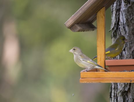 Close up couple male and female European greenfinch, Chloris chloris bird perched on the bird feeder table with sunflower seed. Bird feeding concept. Selective focus