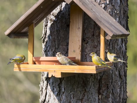 Group of couple male and female European greenfinch, Chloris chloris bird perched on the bird feeder table with sunflower seed. Bird feeding concept. Selective focus