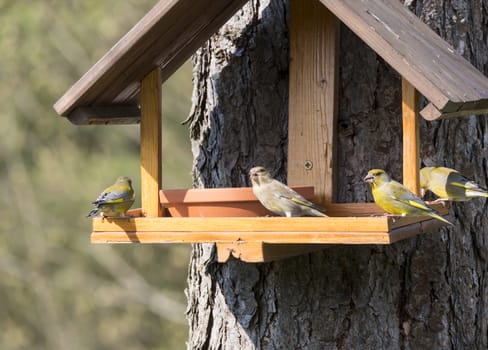 Group of couple male and female European greenfinch, Chloris chloris bird perched on the bird feeder table with sunflower seed. Bird feeding concept. Selective focus