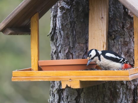 Close up female bird The great spotted woodpecker, Dendrocopos major perched on the bird feeder table with sunflower seed. Bird feeding concept. Selective focus