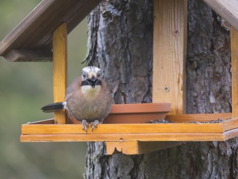 Close up The Eurasian jay, Garrulus glandarius bird perched on the bird feeder table with sunflower seed. Bird feeding concept. Selective focus