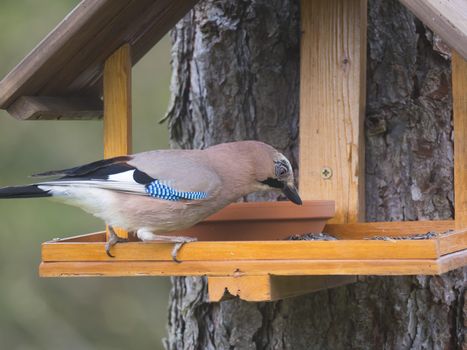 Close up The Eurasian jay, Garrulus glandarius bird perched on the bird feeder table with sunflower seed. Bird feeding concept. Selective focus